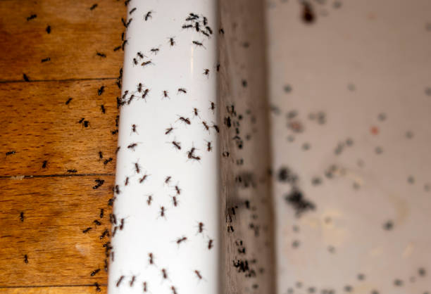 Best Exterminator Services  in Lake Forest, IL
