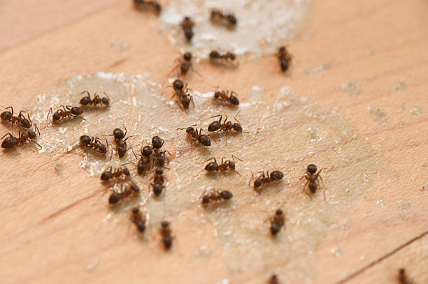 Best Cockroach Control Services  in Lake Forest, IL